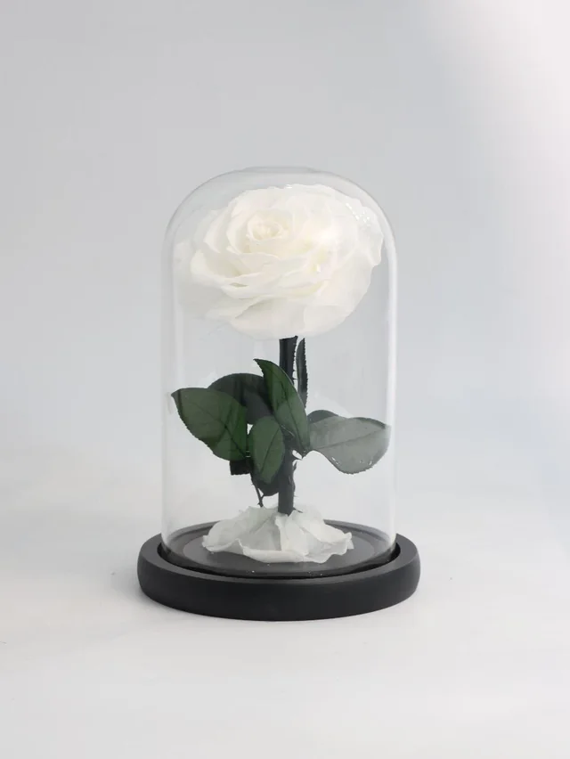 White infinite flower with green leaves under a tall clear dome