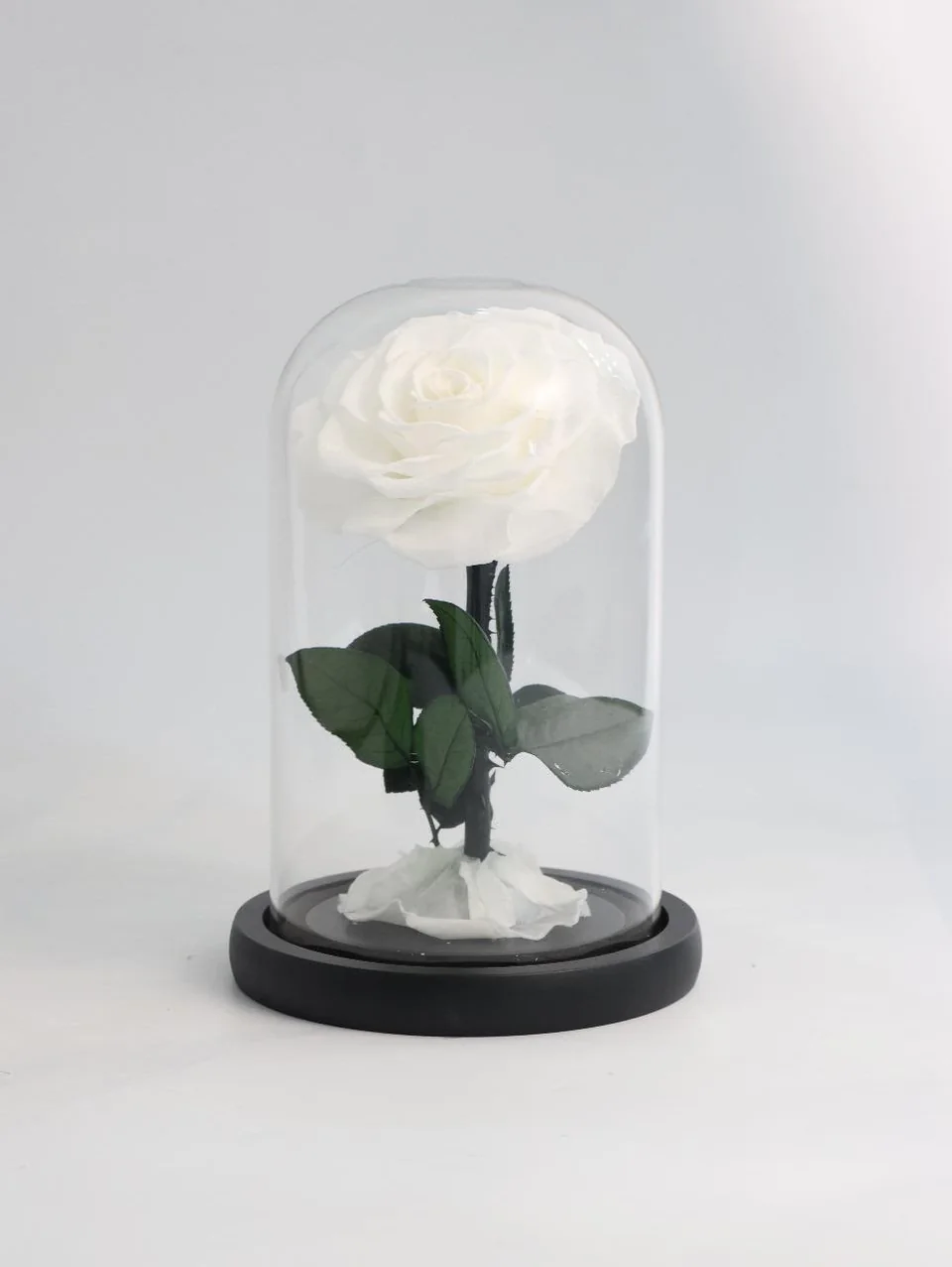 White infinite flower with green leaves under a tall clear dome