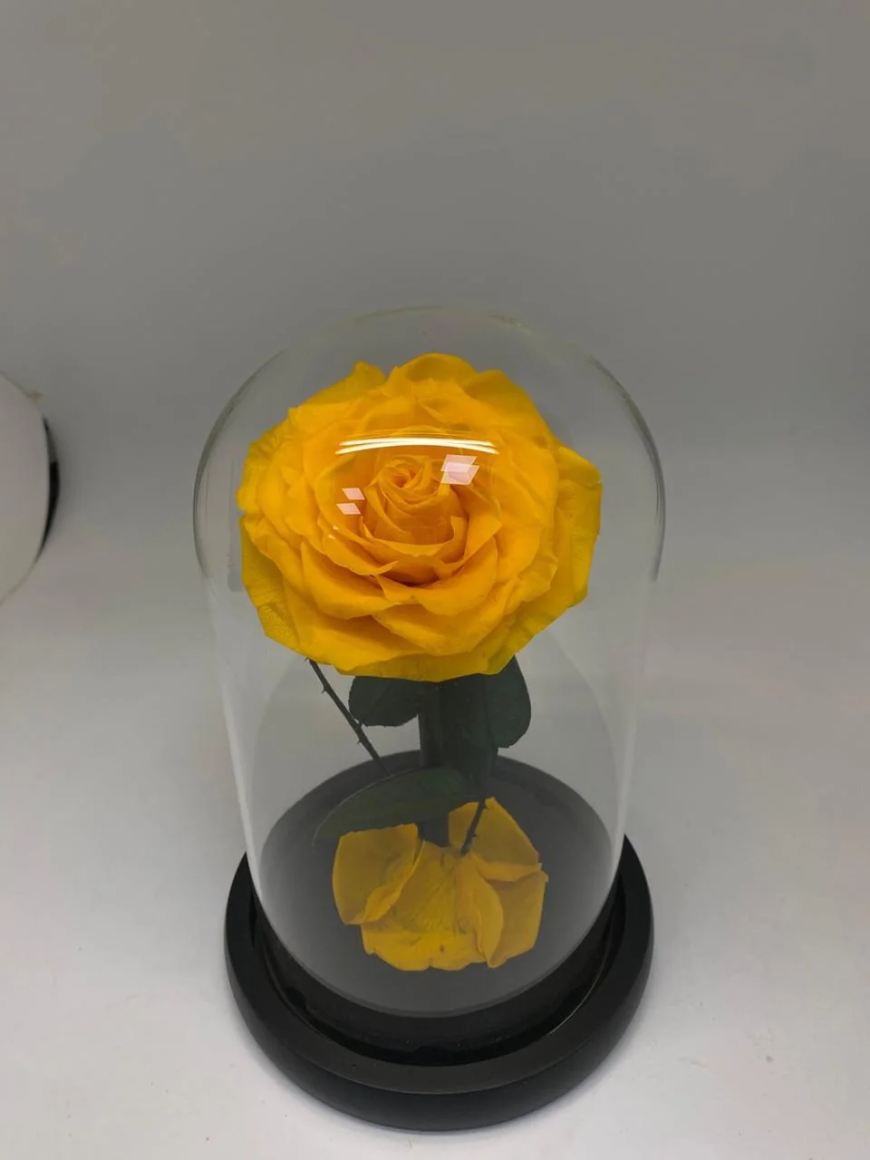 Yellow infinite rose with a loose petal under a clear dome